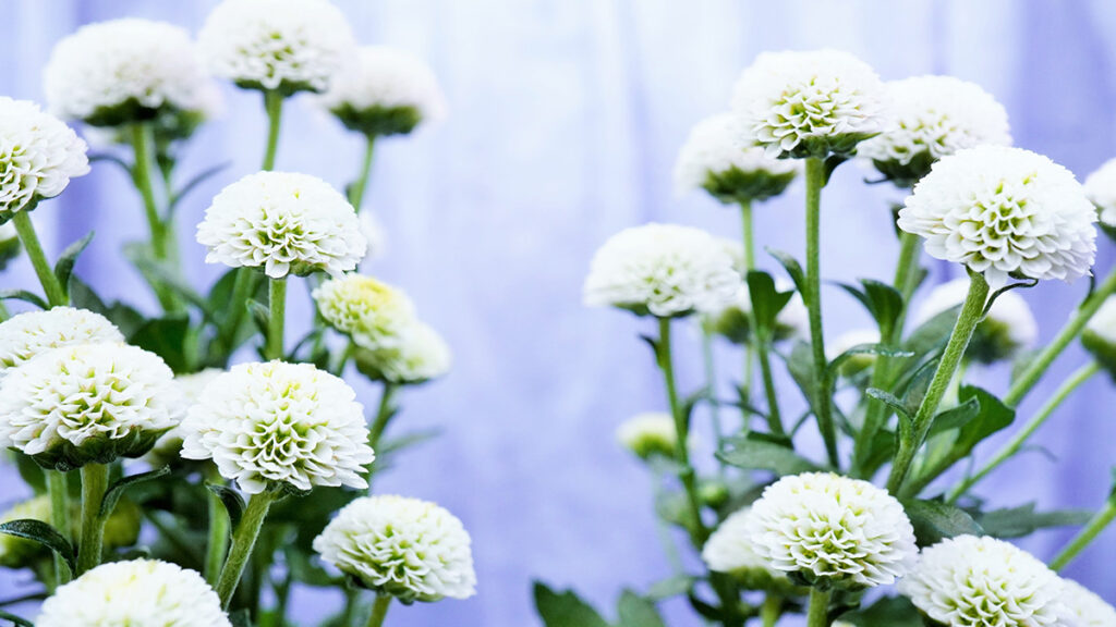 直葬で後悔しないために｜知っておくべき8つのデメリットと対策方法