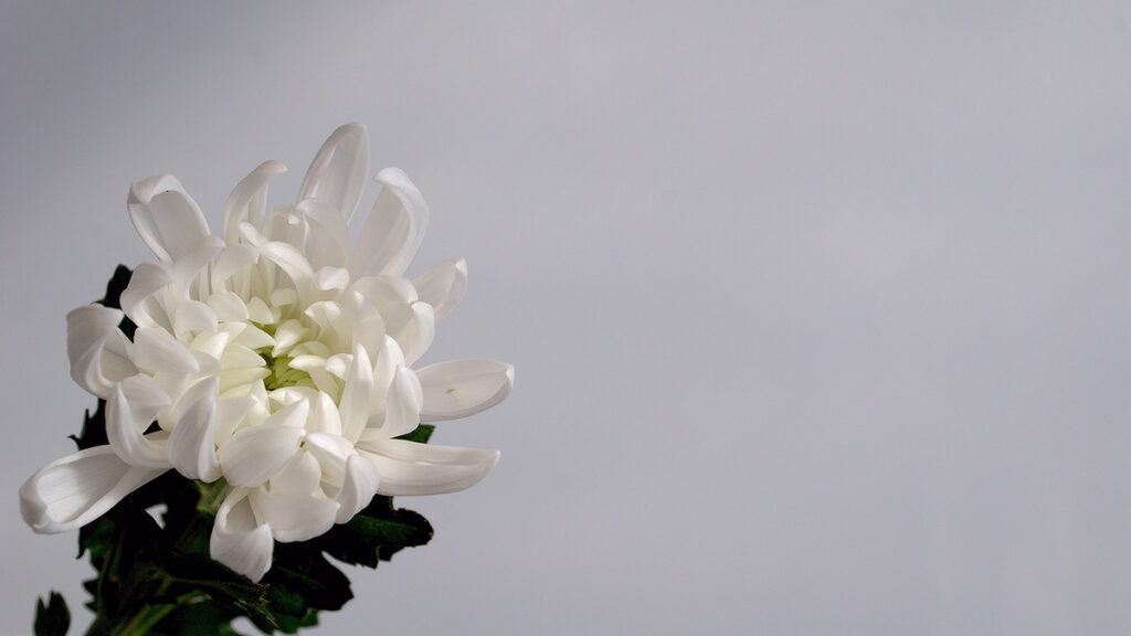 喪中にやってはいけないこと一覧｜控えるべき行事・お祝い事・マナー