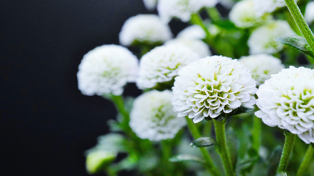 死亡診断書とは？もらい方・費用・提出先・必要枚数の基本まとめ