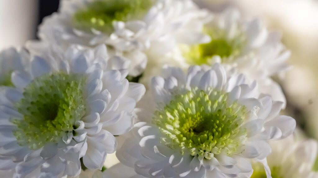 直葬とは?費用相場・流れ・メリット・デメリットから注意点まで完全ガイド