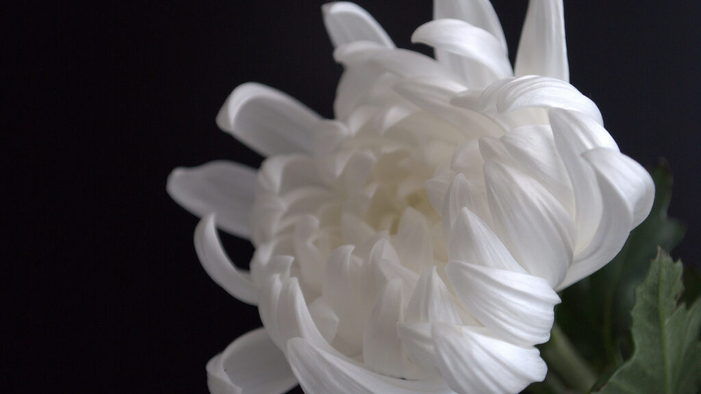 一日葬とは?流れ・費用・家族葬との違いからメリット・注意点まで